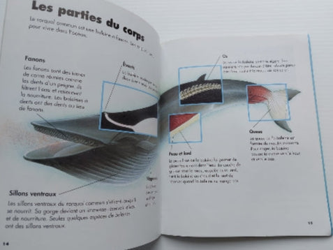 HODGE: Les baleines Collection J'explore la faune SCHOLASTIC 9780439004305