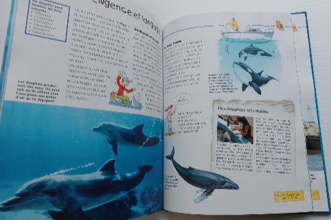 WAOUH ! Ça, je ne le savais pas ! Requins, baleines et dauphins CHANTECLER 9782803452576