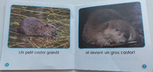 Je lis! Sciences, Les amis de l'étang, Niveau B, SCHOLASTIC 9781443125659