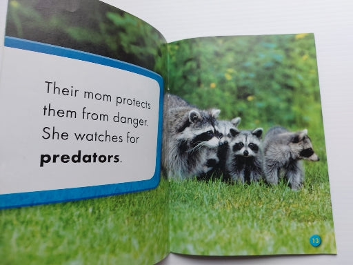 Super Cute! Baby Raccoons, Blastoff! Readers SCHOLASTIC 9781338223316