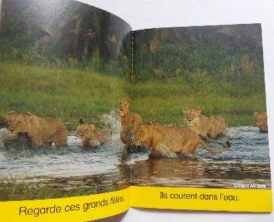 Le royaume animal : Les grands félins N1 National Geo Kids SCHOLASTIC 9781443153157